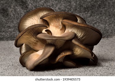 Oyster Mushrooms On A Dark Background. Perfect Bunch Of Oyster Mushroom. Source Of Beta Glucan.