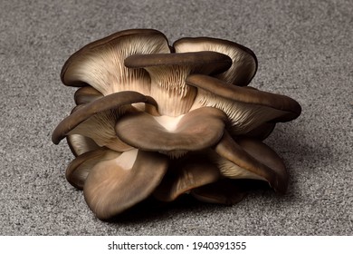 Oyster Mushrooms On A Dark Background. Perfect Bunch Of Oyster Mushroom. Source Of Beta Glucan.