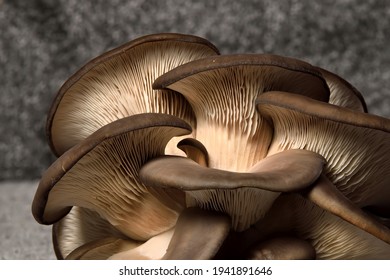 Oyster Mushrooms On A Dark Background. Perfect Bunch Of Oyster Mushroom. Source Of Beta Glucan.