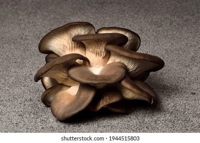 Oyster Mushrooms On A Dark Background. Perfect Bunch Of Oyster Mushroom. Source Of Beta Glucan.