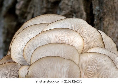 Oyster Mushrooms On A Wood Bark Background. Detail. Perfect Bunch Of Oyster Mushroom. Source Of Beta Glucan.