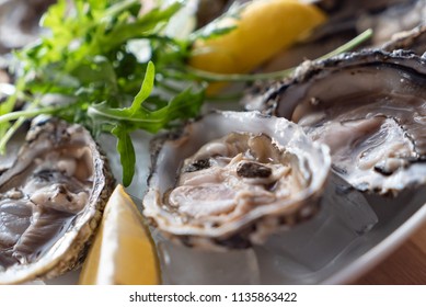 Oyster On The Ice