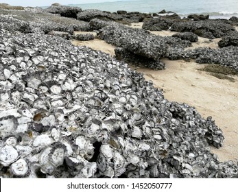 Oyster On The Reef At The Beach