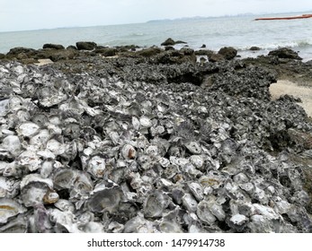 Oyster On The Reef At The Beach