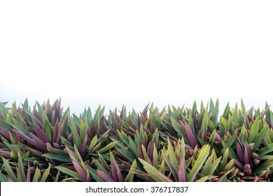 Oyster Plant On White Background