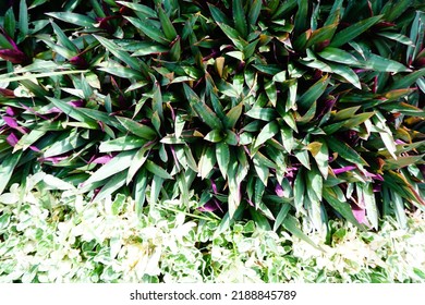 Oyster Plant With Small Write Leaf In The Garden 