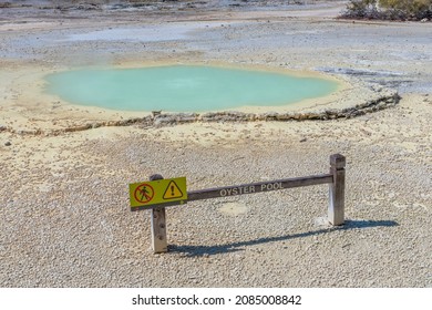 Oyster Pool At Wai-O-Tapu In New Zealand