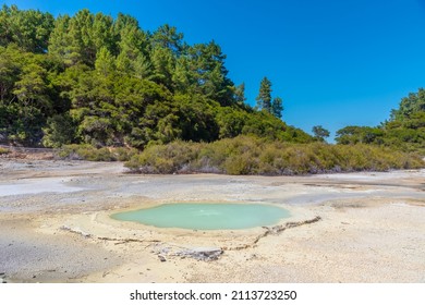 Oyster Pool At Wai-O-Tapu In New Zealand