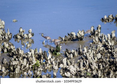 Oyster Reef In Saltwater Marsh At Low Tide