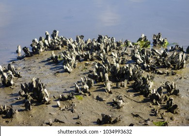 Oyster Reef In Saltwater Marsh At Low Tide