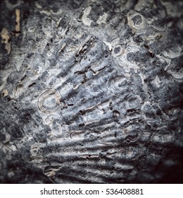 Oyster Shell, Close Up