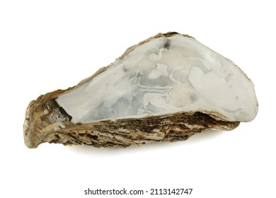 The oyster shell is empty