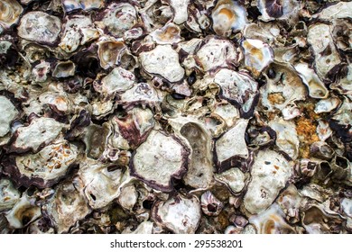 Oyster Shell Perched On Rocks And Fossils.