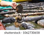 Oyster
Shellfish
Oyster Feed