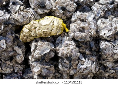 Oyster Shells Bagged And Ready To Reuse