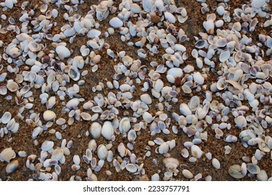 Oyster shells in wet sand on beach - Shutterstock ID 2233757791