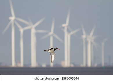 Oystercatcher flying in front of many windmills in the Netherlands. The windmills are dangerous for the birds.