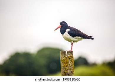 The Oystercatcher (Haematopus ostralegus). The Oystercatcher is distinguishable by its black and white plumage, with red beak, legs and eyes and between 39-50cm in size.