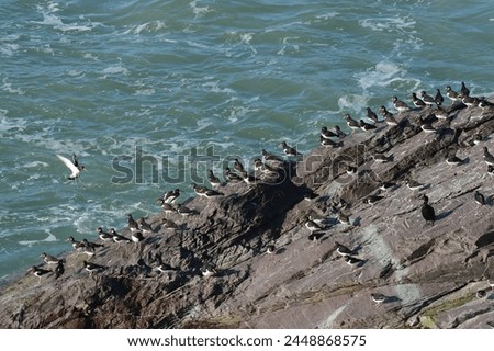Oystercatcher (Haematopus ostralegus) flying in to land to join others at a high tide roost on coastal rocks, Cornwall, England, United Kingdom, Europe