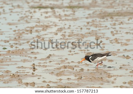 Oystercatcher in mudflat