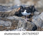 Oystercatcher stands on rock on shoreline of Alderney Channel Islands showing red eye long orange beak bill and pink legs as well as black and white plumage feathers