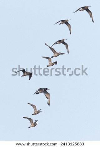 Similar – wild geese birds Dynamic