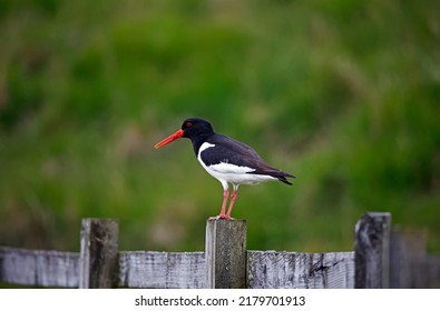 Oystercatchers at a reservoir on the moors