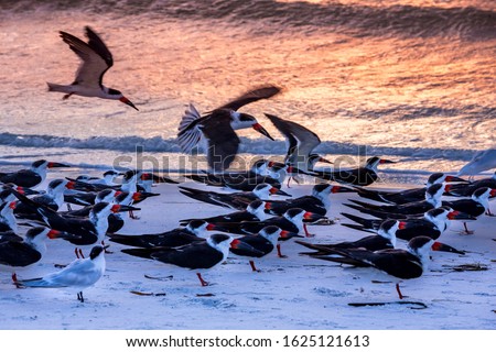 Similar – Seagulls at sunset by the sea