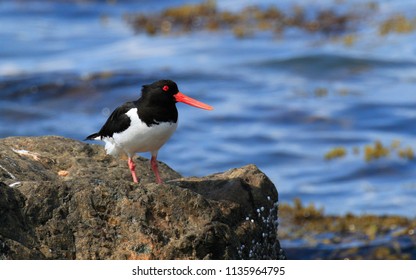 Oystercather Isle Of Mull Scotland