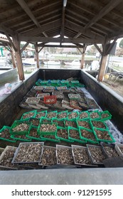 Oysters in baskets in sea water pools waiting to be packaged and sold.