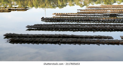 Oysters Beds in Hossegor Lake oyster farming France