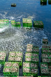 Oysters Growing Systems, Keeping Oysters In Concrete Oyster Pits, Where They Are Stored In Crates In Continuously Refreshed Water, Fresh Oysters Ready For Sale And Consumption On Farm In Yerseke