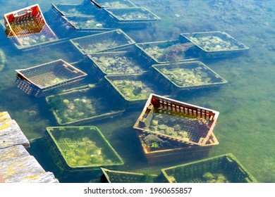Oysters growing systems, keeping oysters in concrete oysters pits, where they are stored in crates in continuously refreshed water, fresh oysters ready for sale and consumption on farm in Yerseke