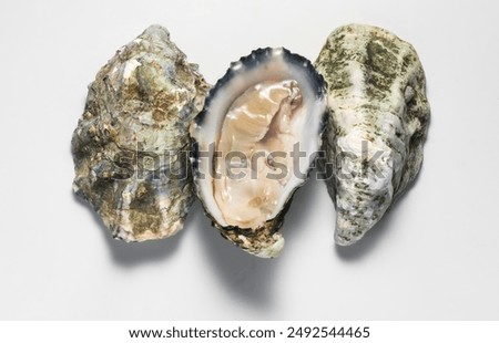 Oysters on grey background, macro shot of open fresh french Fine de Claire oyster. Gourmet food. Seafood. Macro shot of oyster shells