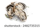 Oysters on ice close-up. Open French oysters isolated on white background. Healthy sea food. Fresh Oyster dinner in restaurant. Seafood, Gourmet food. Macro shot