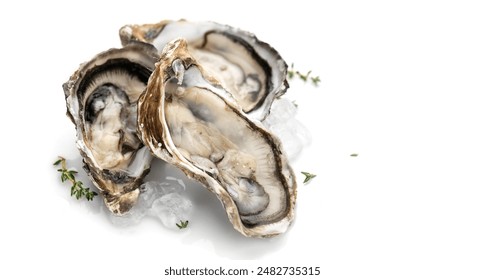 Oysters on ice close-up. Open French oysters isolated on white background. Healthy sea food. Fresh Oyster dinner in restaurant. Seafood, Gourmet food. Macro shot - Powered by Shutterstock