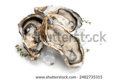 Oysters on ice close-up. Open French oysters isolated on white background. Healthy sea food. Fresh Oyster dinner in restaurant. Seafood, Gourmet food. Macro shot