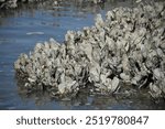 Oysters on a mudflat at low tide, grey oysters, brown mudflat