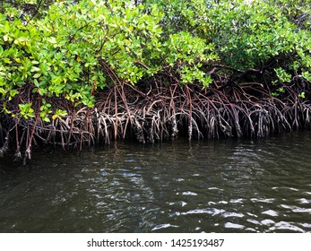 Oysters in the river mangrove
