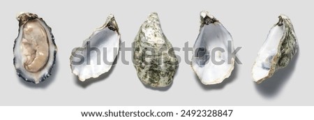 Oysters shell set close up design, open french oyster Fine de Claire collection, over grey background. Oyster dinner in restaurant. Gourmet food, delicatessen. Various oyster shells. Top view, flatlay