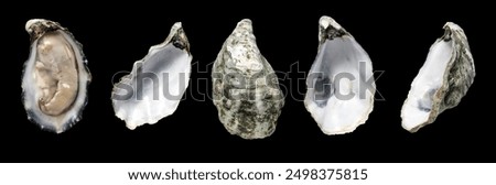 Oysters shell set close up design, open french oyster Fine de Claire collection, over black background. Oyster dinner in restaurant. Gourmet food, delicatessen. Various oyster shells. Top view flatlay