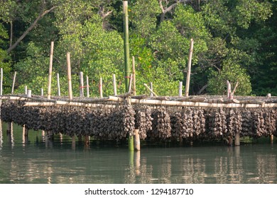 Oysters with tied rope and bamboo in the water and mangrove forest
