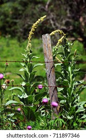 In The Ozark Mountains Of Arkansas, These Weeds Tower Over A Wooden, Pasture Fence Post.  