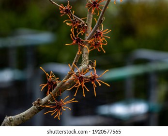 Ozark Witchhazel In The Flora Garden