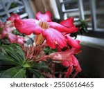 P. 40.Photography of various types of flowers, plants, vegetation, the trees,  insects, animals, small animals, liquid and solid objects