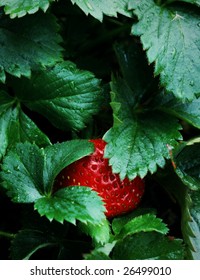 P0017 Ripe Strawberry Patch Garden