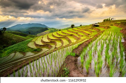 297,215 Rice field thailand Images, Stock Photos & Vectors | Shutterstock