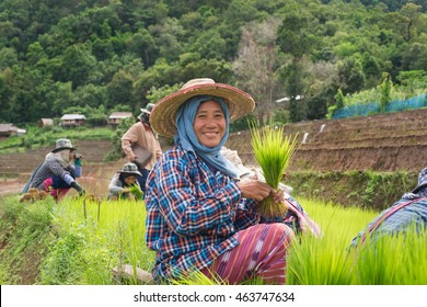 Pa Pong Pieng ,Chiangmai THAILAND - Jul 16, 2016: Unidentified Female thai farmer smiling woman working on terraced paddy field.