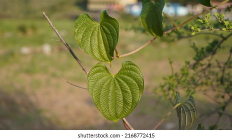 "Paan" known as betel (Piper betle) is a vine of the family Piperaceae, which includes pepper and kava. The betel plant is native to Southeast Asia. Uttrakhand , India, 2nd June 2022