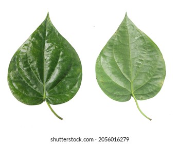 Paan Leaf With Background, Betel Leaf With Background